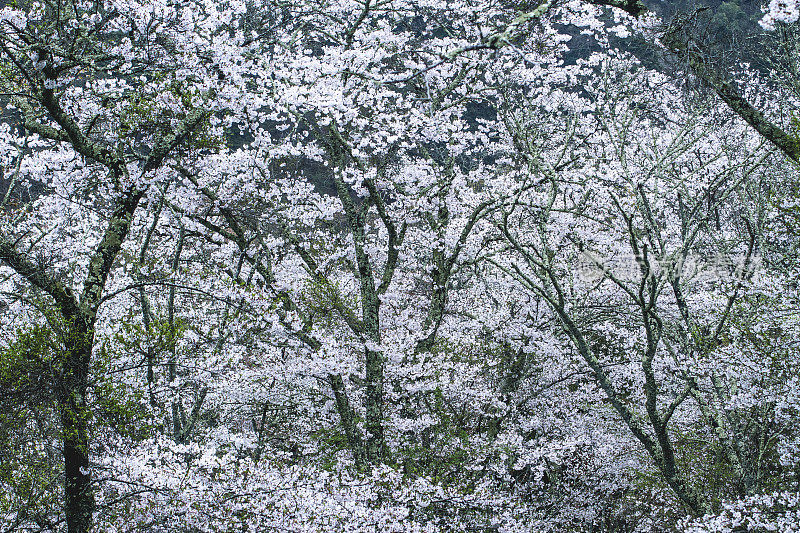 世界遗产吉野山上盛开着美丽的樱花