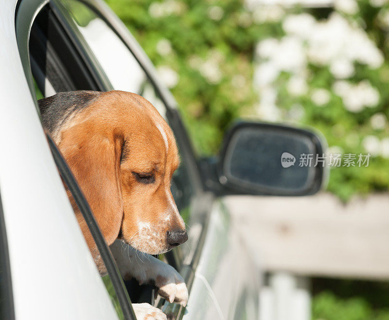 小猎犬狗在车里，向外看