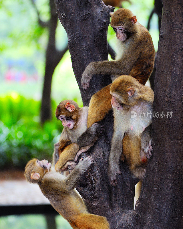 四只猴子坐在树上