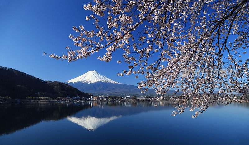 美丽的樱花与富士山，日本