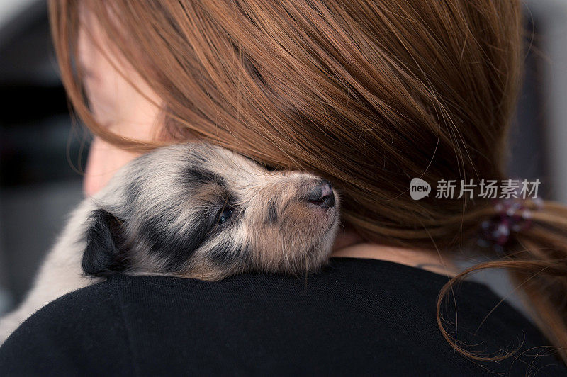 近距离女人抱着四周大的设得兰牧羊犬小狗