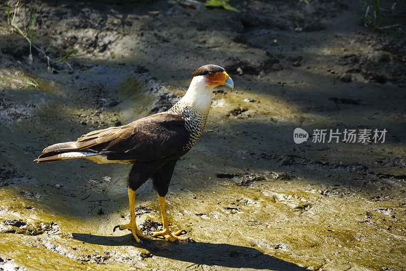 哥斯达黎加塔科尔斯河环境中的冠状卡拉卡拉