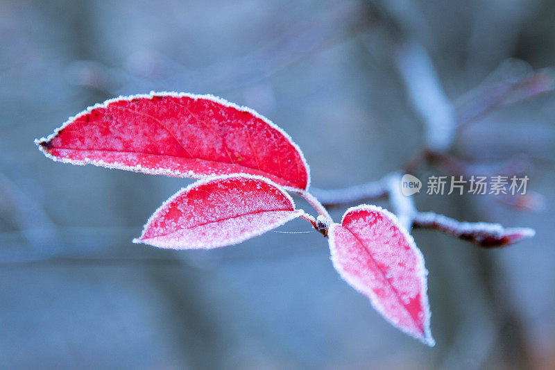 红色霜冻的秋叶