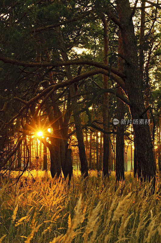 松树林中的日落