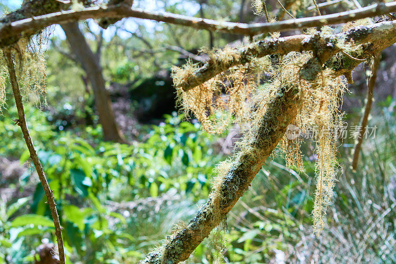 留尼旺雨林附生植物