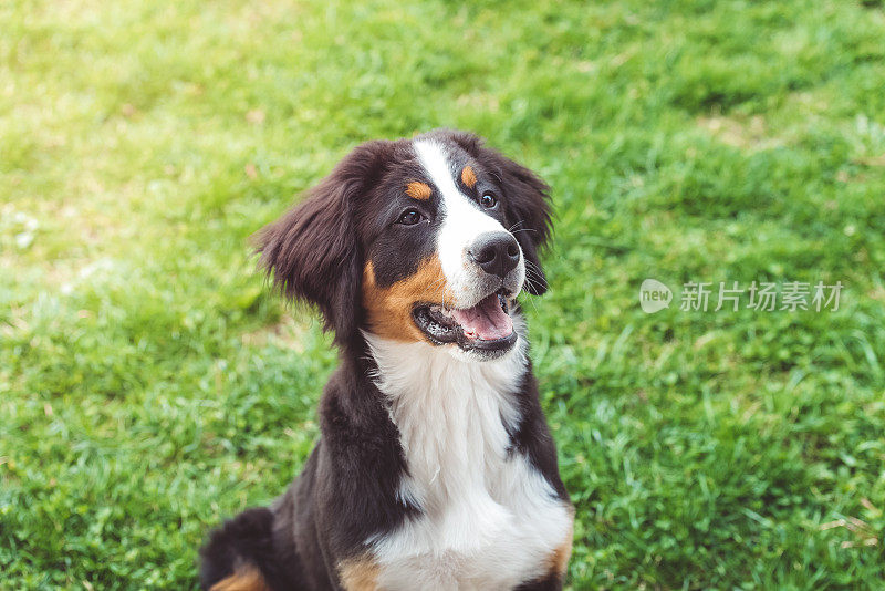 草地上的一只伯尔尼犬