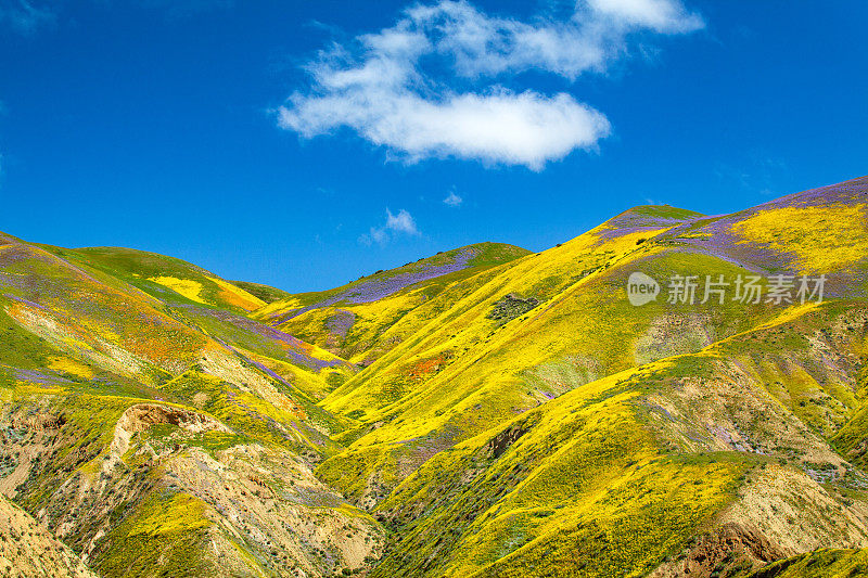 卡里佐平原，麦基特里克山顶下布满了生机勃勃的鲜花