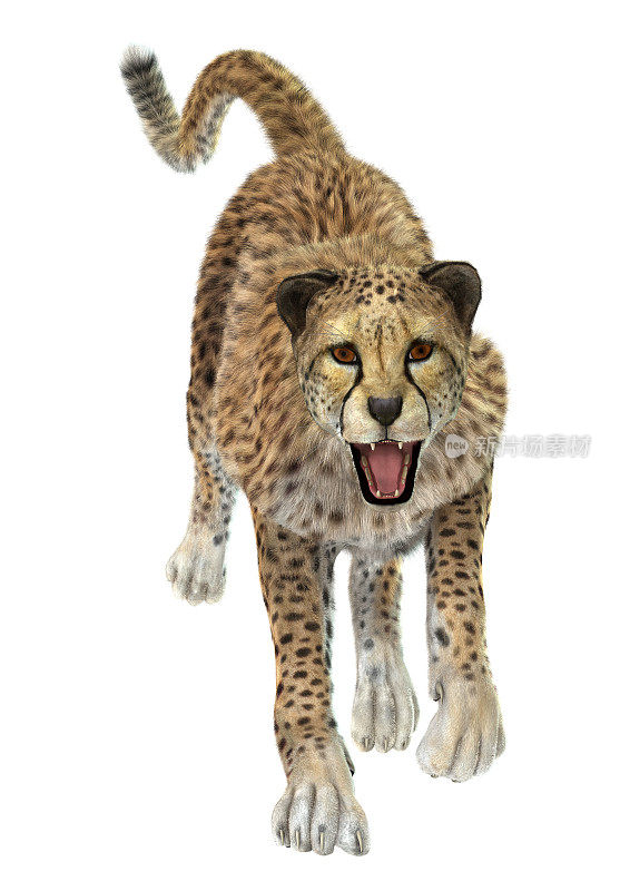 3D渲染大猫猎豹在白色