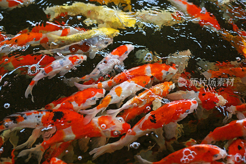 锦鲤鱼日本游泳(鲤)美丽的颜色背景。