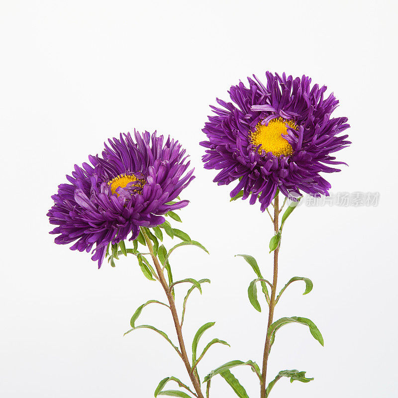 两朵紫花紫苑
