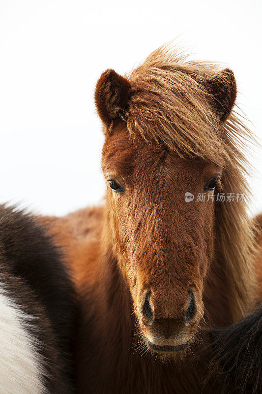 一张有着棕色鬃毛的冰岛小马的肖像