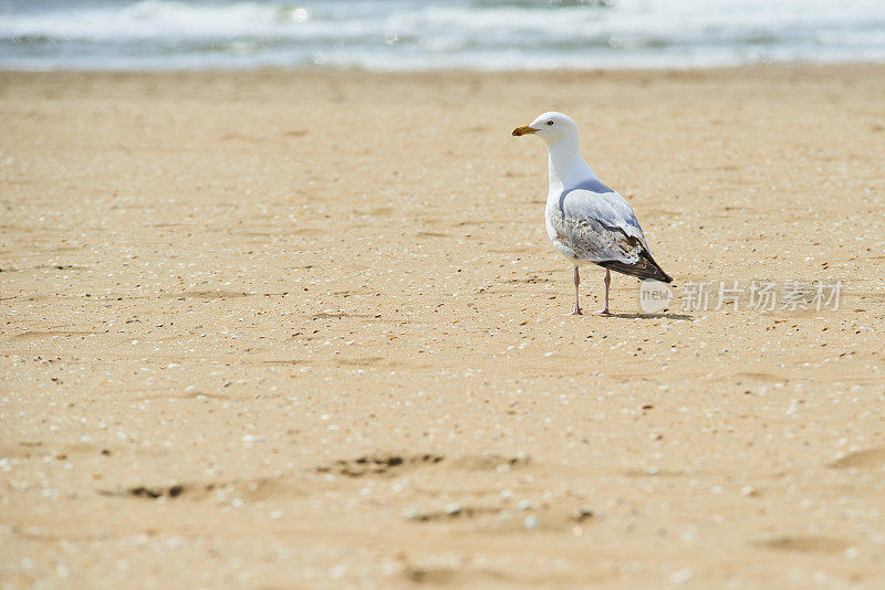 海滩上的银鸥(银鸥)
