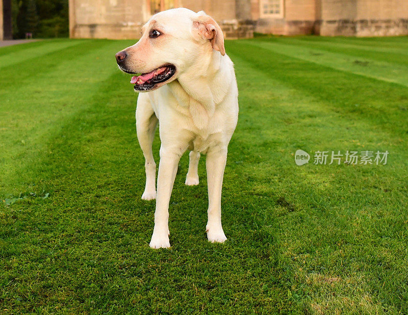 英国的拉布拉多寻回犬