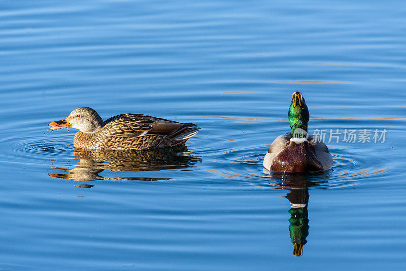 野鸭母鸡和野鸭公鸭在湖里晨泳。