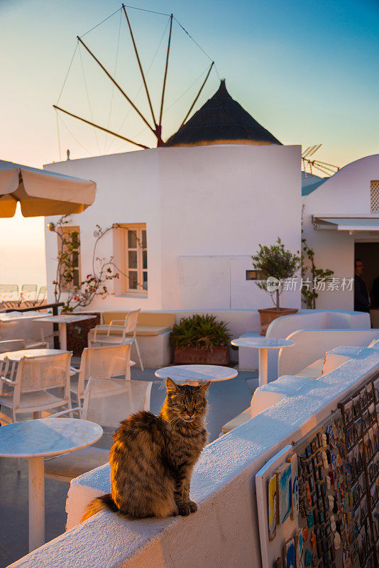 希腊圣托里尼岛上的风车和一只猫
