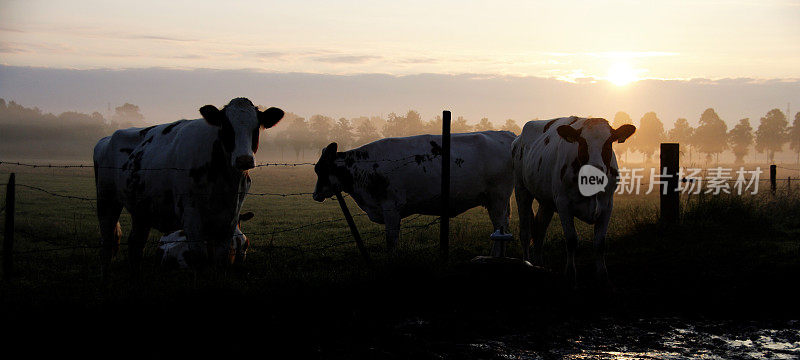 牛在黎明