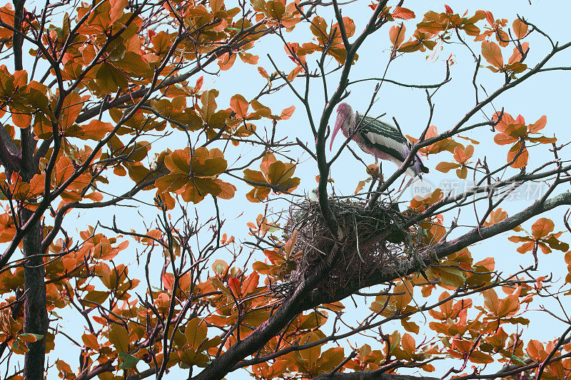 朱鹮在一棵红色的树上筑巢