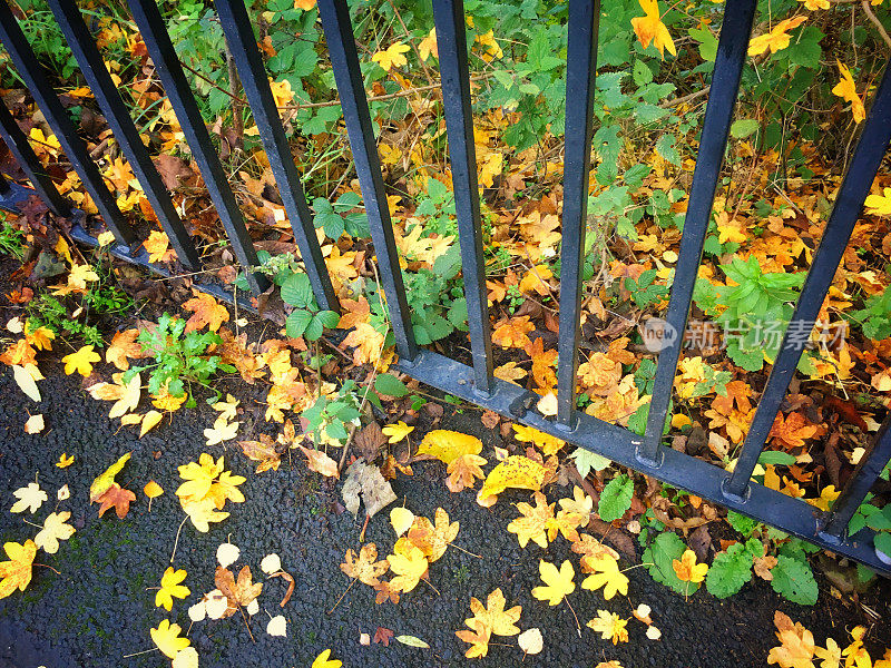 篱笆小径上的秋叶