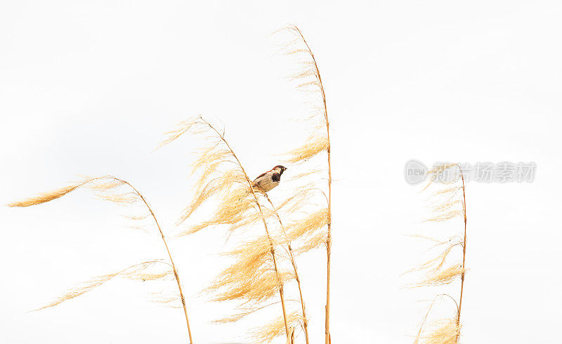 风景如画的鸟画，一只麻雀栖息在干燥的金色潘帕斯草上，嘴里叼着食物，白色的背景。