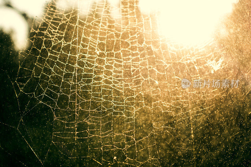 上的露珠蜘蛛网
