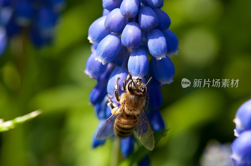 蜜蜂采集花蜜