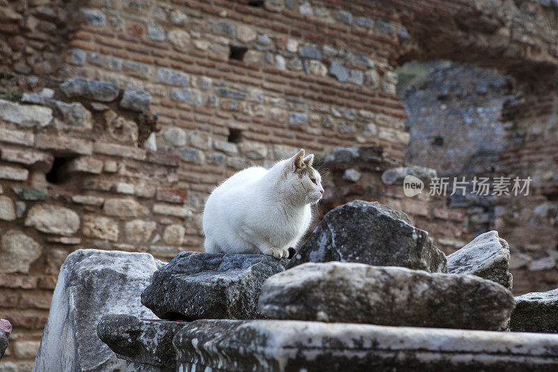 古代废墟中的猫