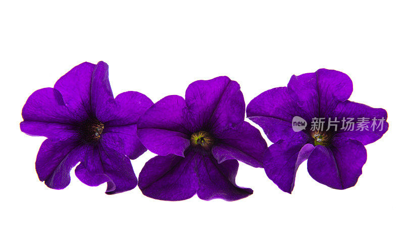 孤立矮牵牛花的紫罗兰花