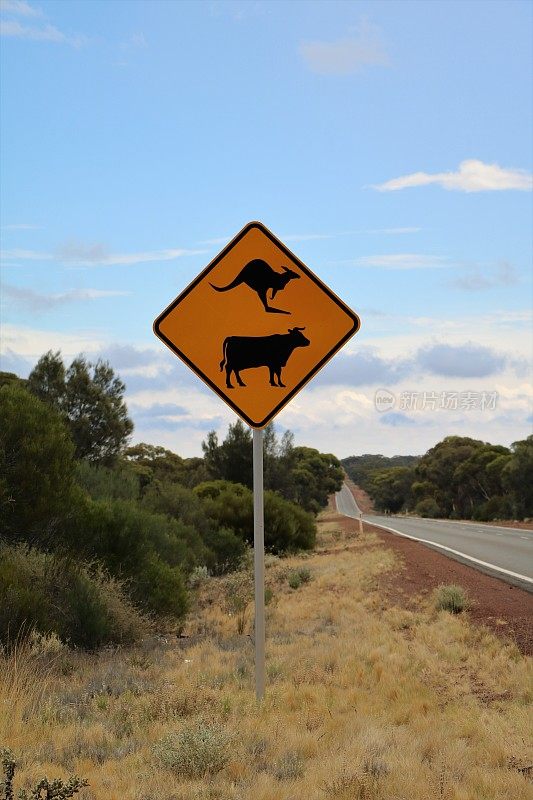 注意袋鼠和奶牛，澳大利亚的交通标志
