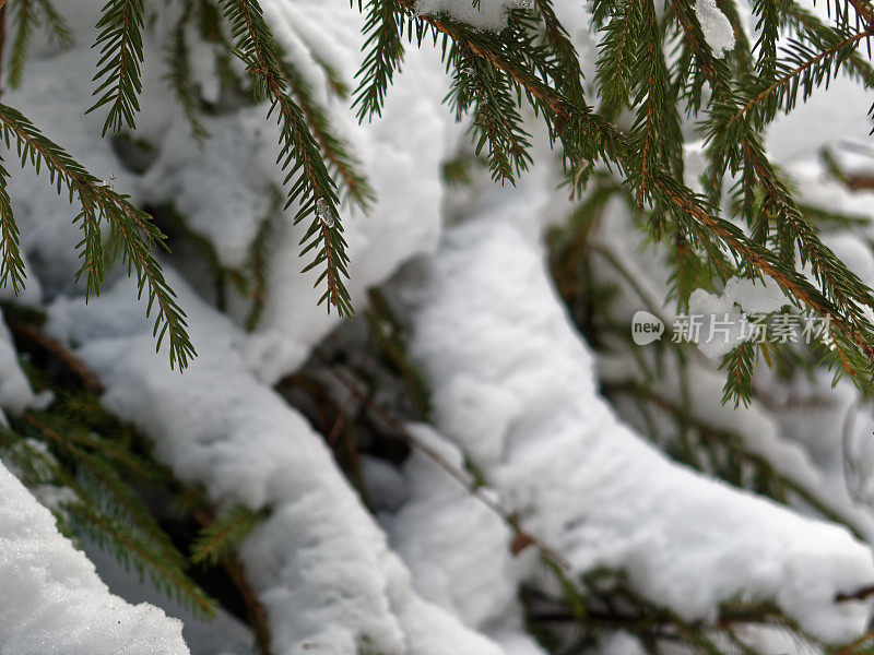 雪落在冷杉树枝上