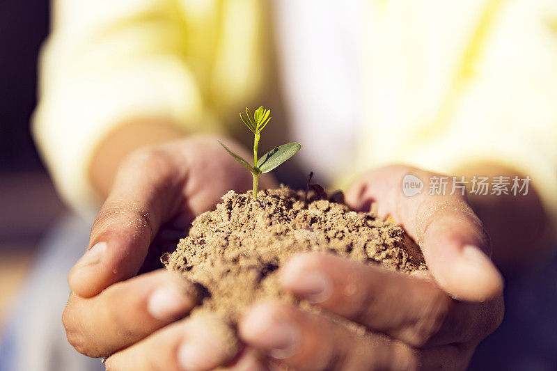 手持一棵在地上发现的正在生长的小树，欣赏绿色能源和可再生燃料的成果。