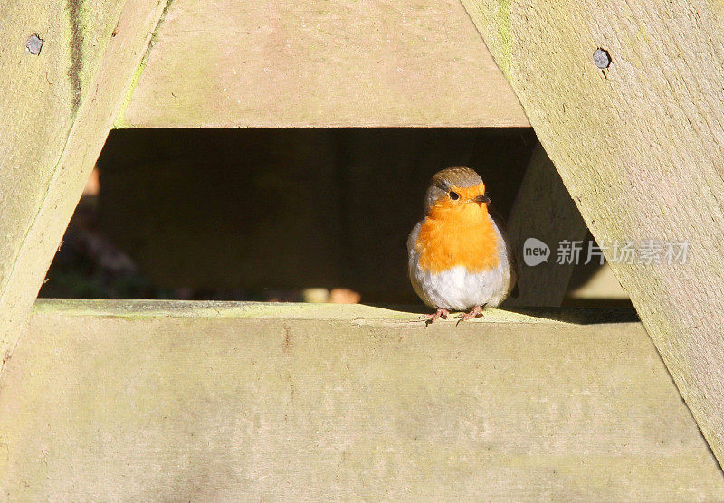 知更鸟栖息在喂鸟桌上