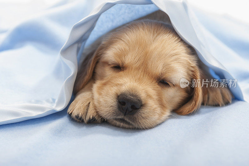 睡在蓝色毯子下的金毛寻回犬——4周大