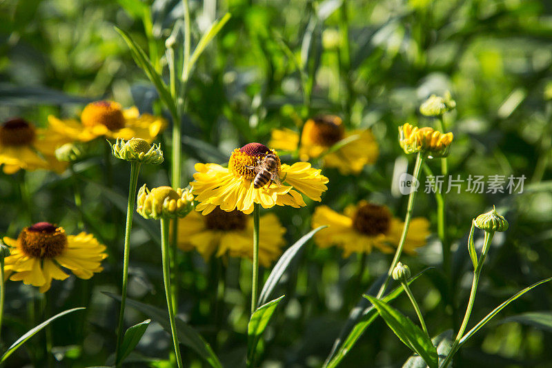 夏天的一天，蜜蜂在黄花上的特写