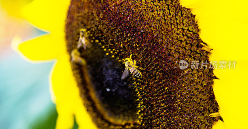 蜜蜂在向日葵上工作