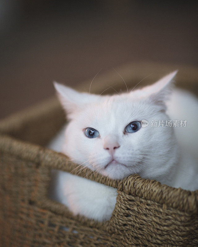 五岁雌土耳其安哥拉猫在柳条篮子里休息。