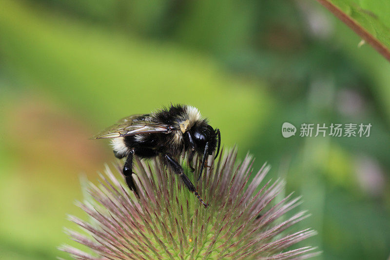 蜜蜂在川续断