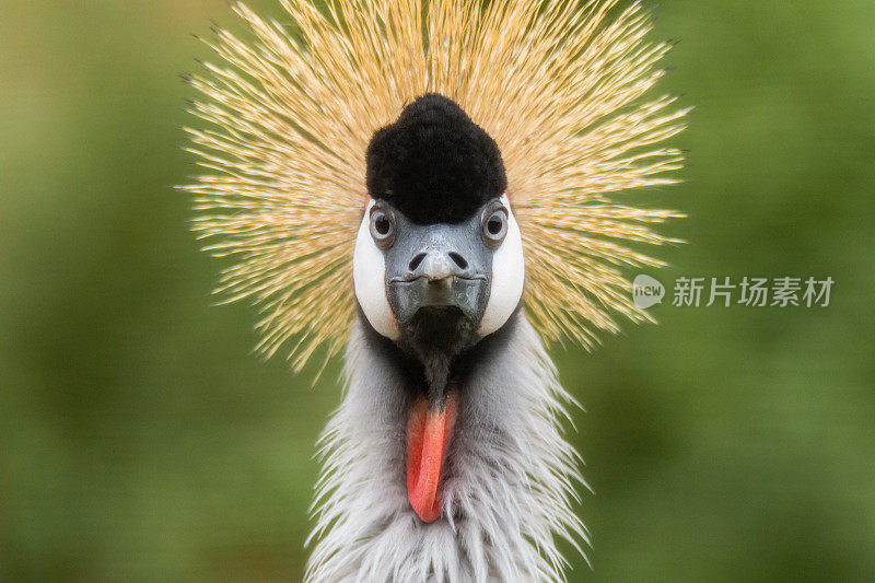 东非灰冠鹤