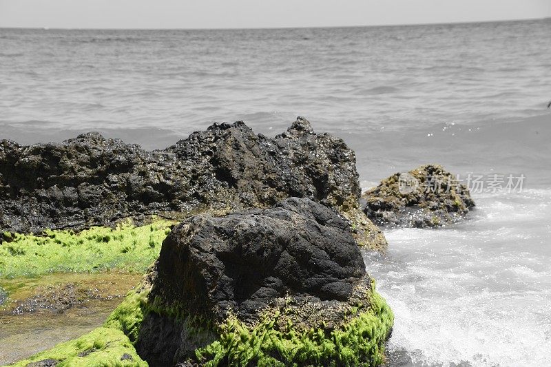 伊比沙海滩的海藻