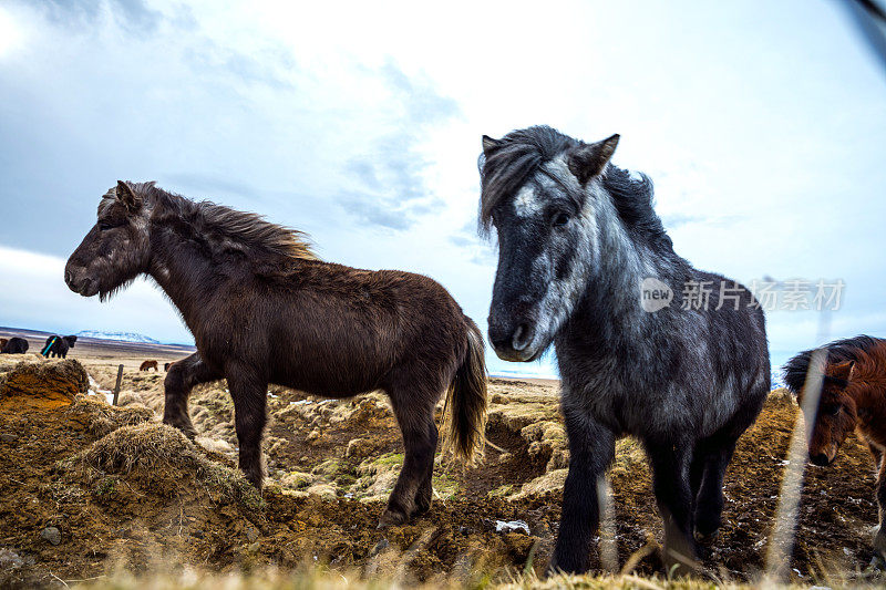 大自然中的冰岛马