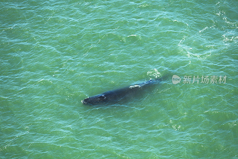 旧金山湾的座头鲸