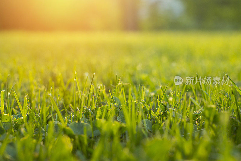 宁静的草坪上的新鲜草地为橙色的日落和生命的力量情感与文字的copyspace。