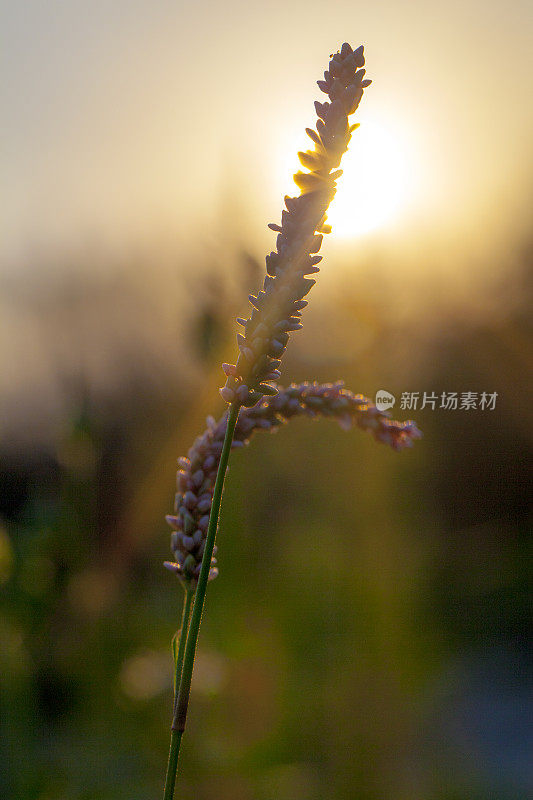 日出时小草开花