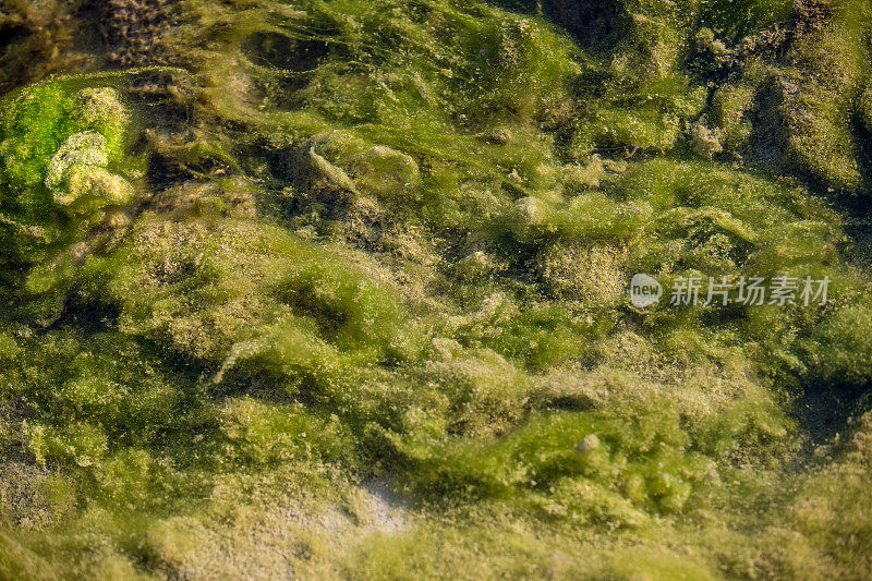 污水中的藻类