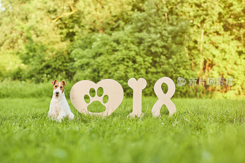可爱的快乐狐狸梗犬在公园2018年新年贺词