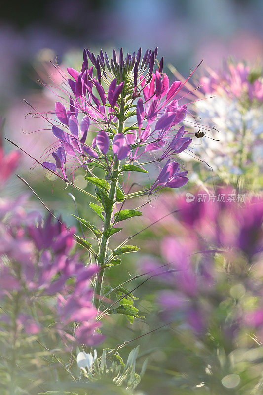 带刺的spiderflower