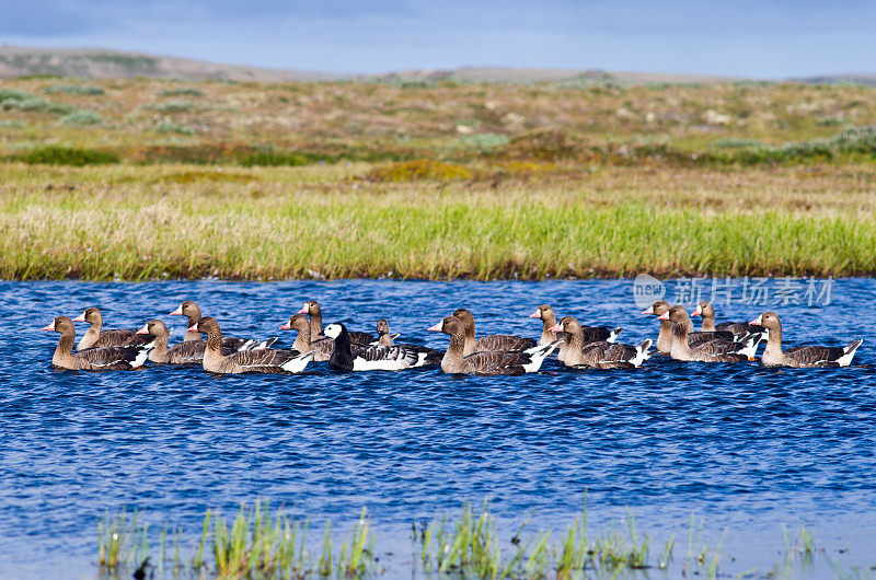 一群大雁在一个蓝色的小湖里从右向左航行