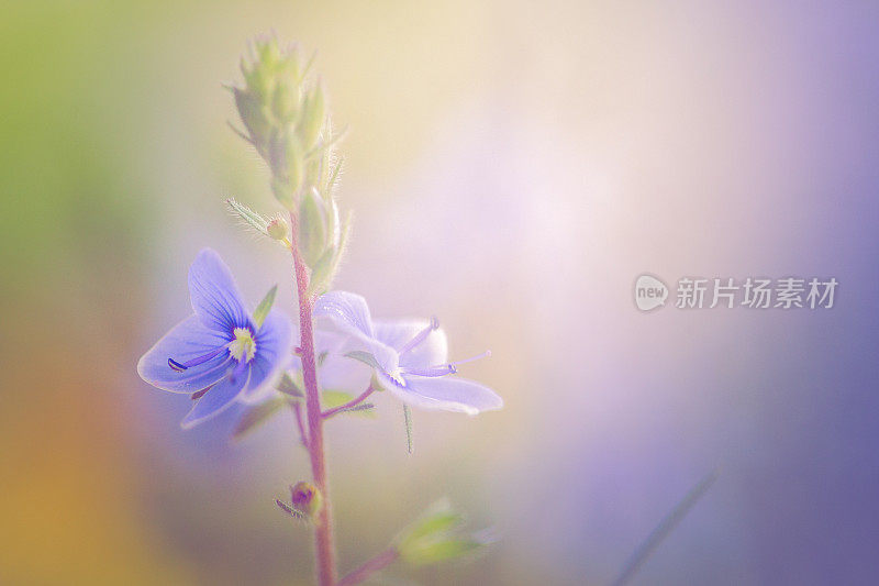 晨光洒在蓝色的花朵上