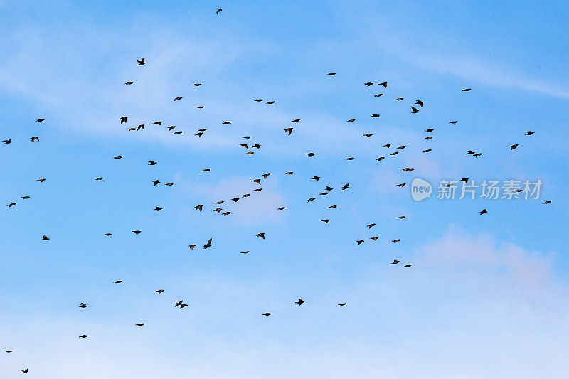 一群棕色的小鸟在蓝天的映衬下叽叽喳喳