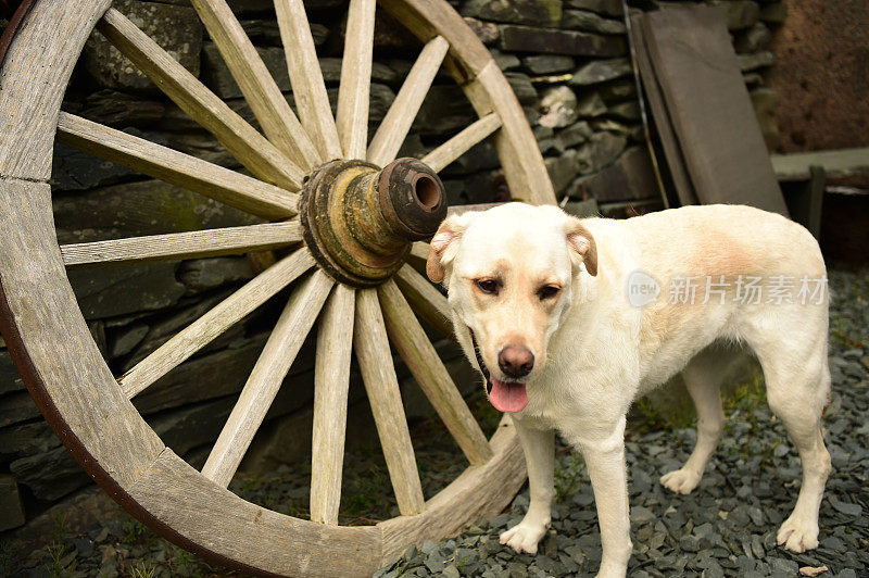 拉布拉多寻回犬和一个马车轮子