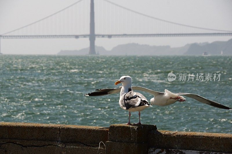 海鸟在行动